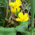 Caltha palustris, blatouch bahenní